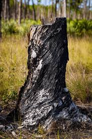 Charred Roots